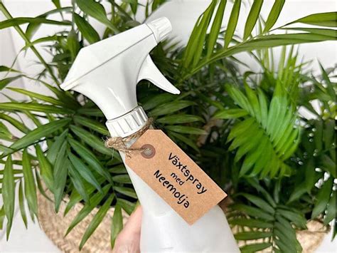 Spraya ättika på växter